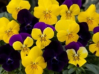 Виола виттрока ампельная