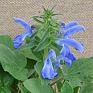 Шалфей отклоненный (Salvia patens)