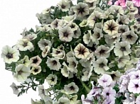 Петуния ампельная гибридная
