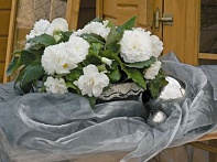 Бегония клубневая махровая