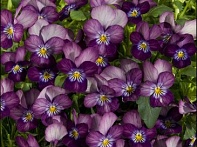 Виола рогатая