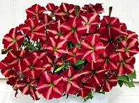 Петуния ампельная гибридная