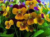 Виола рогатая