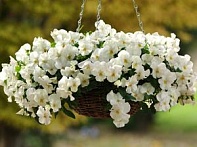 Виола виттрока ампельная