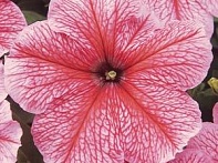 Петуния многоцветковая Петуния многоцветковая