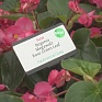 Бегония гибридная (зеленая листва) (Begonia hybrida)