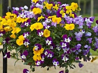 Виола виттрока ампельная