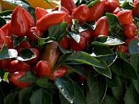 Перец летний