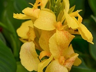 Канна садовая