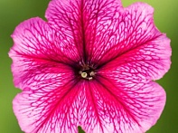 Петуния многоцветковая (генетически компактная) Петуния многоцветковая (генетически компактная)