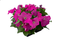 Петуния многоцветковая (генетически компактная) Петуния многоцветковая (генетически компактная)