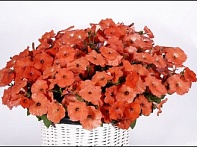 Петуния ампельная гибридная