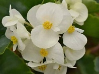 Бегония гибридная (зеленая листва)