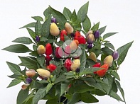 Перец летний