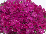 Петуния ампельная гибридная