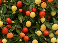 Перец летний