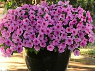 Петуния ампельная гибридная