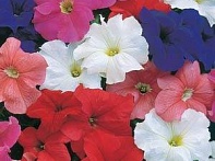 Петуния крупноцветковая