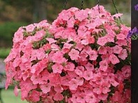 Петуния ампельная гибридная