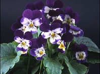 Виола рогатая