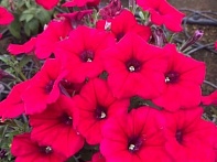 Петуния ампельная гибридная