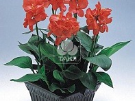 Канна садовая