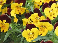 Виола виттрока ампельная