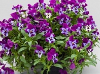 Виола виттрока ампельная