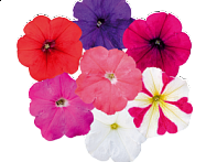 Петуния многоцветковая (генетически компактная) Петуния многоцветковая (генетически компактная)