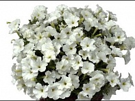 Петуния ампельная гибридная