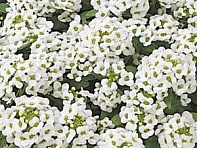 Алиссум морской компактный (Easter Bonnet)
