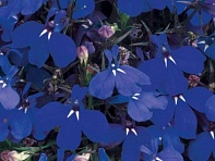 Лобелия ежевидная (Riviera) Лобелия ежевидная (Riviera)