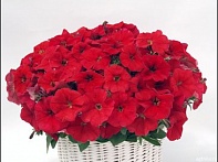 Петуния ампельная гибридная