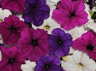 Петуния ампельная гибридная