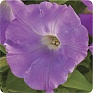 Петуния ампельная гибридная (Petunia x hybrida)