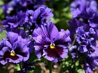 Виола виттрока махровая