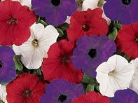 Петуния ампельная гибридная