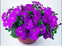 Петуния ампельная гибридная