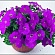 Петуния ампельная гибридная