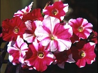 Петуния ампельная гибридная