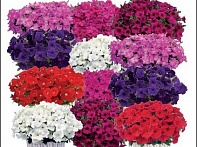 Петуния ампельная гибридная