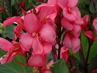 Канна садовая
