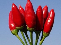 Перец летний