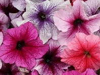 Петуния крупноцветковая