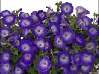 Петуния ампельная гибридная