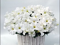 Петуния ампельная гибридная