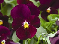 Виола рогатая