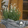 Шалфей мучнистый (Salvia farinacea)