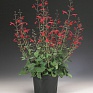 Шалфей Ремера (Salvia roemeriana)
