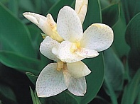 Канна садовая